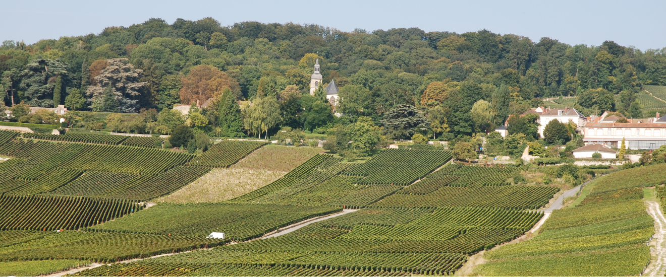 Champagne Trouillard - Vignes