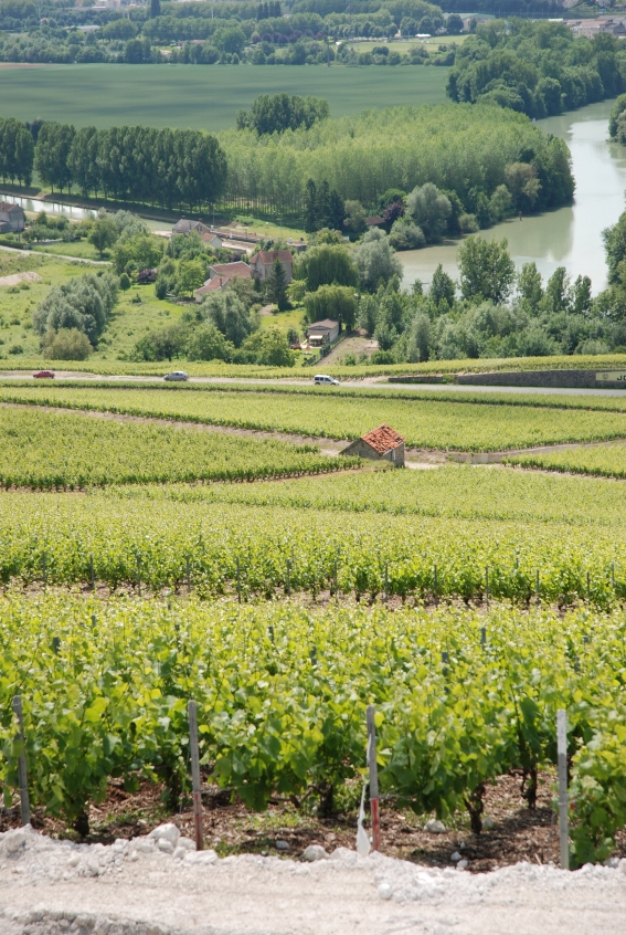 Champagne Trouillard - Vignes