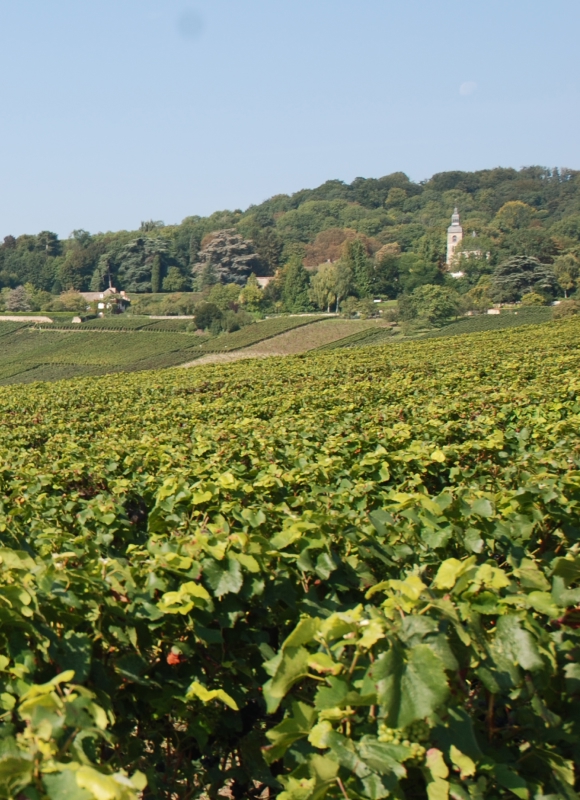 Champagne Trouillard - Vignoble Hautvillers